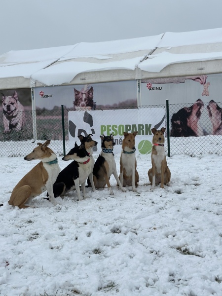 Calla, Růženka, Anečka, Koko, Pythy, Cookie